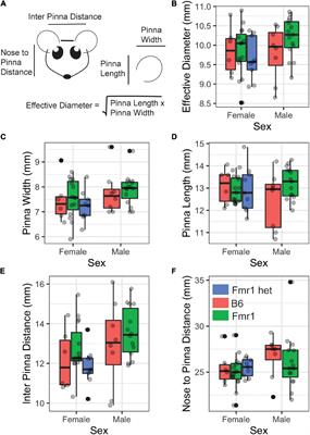 Auditory Brain Stem Responses in the C57BL/6J Fragile X Syndrome-Knockout Mouse Model